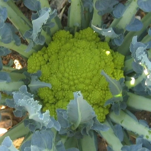 Cavolo broccolo albenga - cavolo,